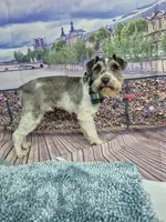 Tri parti, a male Miniature Schnauzer for sale in Mount Carmel, TN – Photo 2 of 4