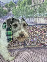 Tri parti, a male Miniature Schnauzer for sale in Mount Carmel, TN – Photo 3 of 4