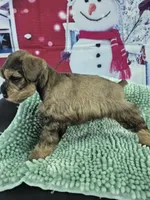 Salt and Pepper boy Tri, a male Miniature Schnauzer for sale in Mount Carmel, TN – Photo 3 of 4