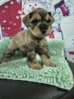 Salt and Pepper boy Tri, a male Miniature Schnauzer for sale in Mount Carmel, TN – Photo 2 of 4