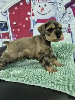 Salt and Pepper boy Tri, a male Miniature Schnauzer for sale in Mount Carmel, TN – Photo 4 of 4