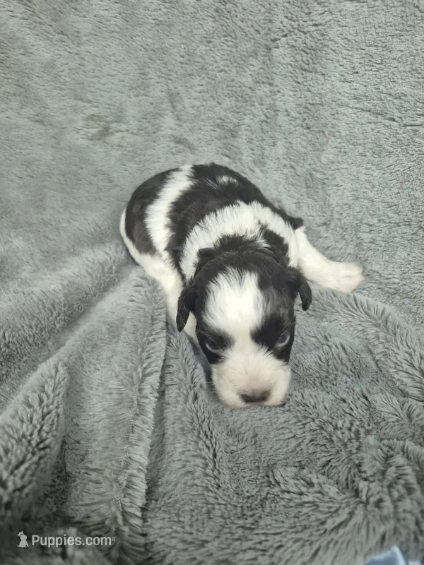 Patches  – Miniature Schnauzer puppy for sale in Mount Carmel, TN
