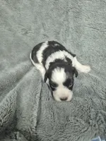 Patches , a male Miniature Schnauzer for sale in Mount Carmel, TN – 1 of 6
