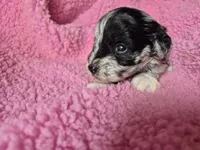 Pirate girl, a male Miniature Schnauzer for sale in Mount Carmel, TN – 2 of 4