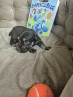 Liver Tan baby, a female Miniature Schnauzer for sale in Mount Carmel, TN – 3 of 3