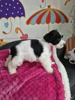 Bamboo, a female Miniature Schnauzer for sale in Mount Carmel, TN – Photo 1 of 5