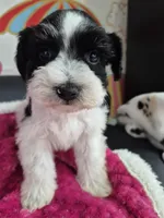 Bamboo, a female Miniature Schnauzer for sale in Mount Carmel, TN – Photo 5 of 5