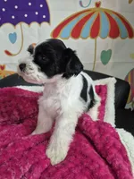 Bamboo, a female Miniature Schnauzer for sale in Mount Carmel, TN – Photo 2 of 5