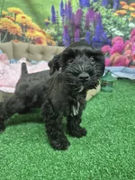 Black girl, a female Miniature Schnauzer for sale in Mount Carmel, TN – 3 of 4