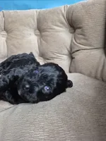Precious blue eyes, a female Miniature Schnauzer for sale in Mount Carmel, TN – 2 of 3