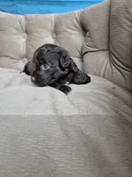Dreama Chocolate , a female Miniature Schnauzer for sale in Mount Carmel, TN – 3 of 8