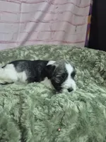 Parti pepper, a female Miniature Schnauzer for sale in Mount Carmel, TN – Photo 2 of 5