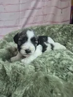 Parti pepper, a female Miniature Schnauzer for sale in Mount Carmel, TN – Photo 4 of 5