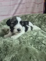 Parti pepper, a female Miniature Schnauzer for sale in Mount Carmel, TN – Photo 5 of 5