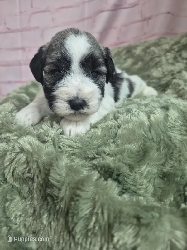 Parti pepper, a female Miniature Schnauzer for sale in Mount Carmel, TN – Photo 1 of 5