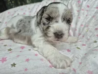 Jewel, a female Miniature Schnauzer for sale in Mount Carmel, TN – 4 of 4