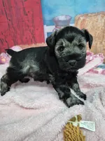 Pepper girl, a female Miniature Schnauzer for sale in Mount Carmel, TN – Photo 4 of 5