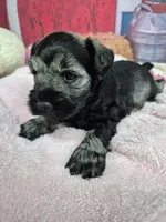 Pepper girl, a female Miniature Schnauzer for sale in Mount Carmel, TN – Photo 2 of 5