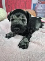 Pepper girl, a female Miniature Schnauzer for sale in Mount Carmel, TN – Photo 3 of 5