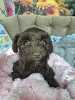 Chocolate female , a female Miniature Schnauzer for sale in Mount Carmel, TN – 4 of 5