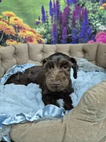 Choco, a male Miniature Schnauzer for sale in Mount Carmel, TN – 2 of 5