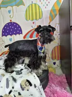 Agnes, a female Miniature Schnauzer for sale in Mount Carmel, TN – Photo 1 of 2