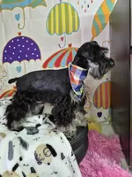 Agnes, a female Miniature Schnauzer for sale in Mount Carmel, TN – Photo 2 of 2