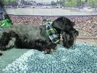 Rick, a male Miniature Schnauzer for sale in Mount Carmel, TN – Photo 5 of 5