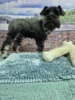 Rick, a male Miniature Schnauzer for sale in Mount Carmel, TN – Photo 3 of 5