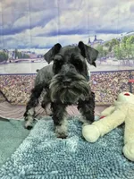 Rick, a male Miniature Schnauzer for sale in Mount Carmel, TN – Photo 4 of 5