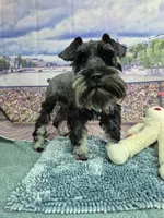 Rick, a male Miniature Schnauzer for sale in Mount Carmel, TN – Photo 1 of 5