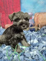Liver pepper girl , a female Miniature Schnauzer for sale in Mount Carmel, TN – Photo 4 of 4