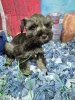 Liver pepper girl , a female Miniature Schnauzer for sale in Mount Carmel, TN – Photo 3 of 4