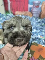 Liver pepper girl , a female Miniature Schnauzer for sale in Mount Carmel, TN – Photo 1 of 4