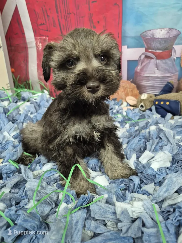 Liver pepper boy – Miniature Schnauzer puppy for sale in Mount Carmel, TN