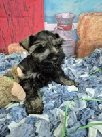Peppa boy, a male Miniature Schnauzer for sale in Mount Carmel, TN – Photo 4 of 4