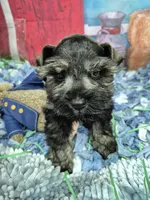 Peppa boy, a male Miniature Schnauzer for sale in Mount Carmel, TN – Photo 3 of 4