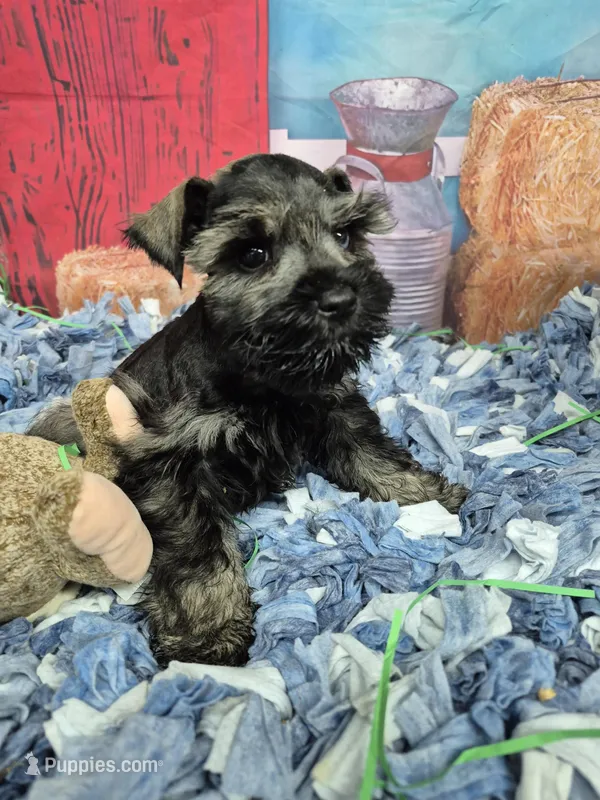 Peppa boy – Miniature Schnauzer puppy for sale in Mount Carmel, TN