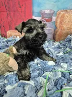 Peppa boy, a male Miniature Schnauzer for sale in Mount Carmel, TN – Photo 1 of 4