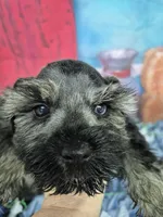 Peppa boy, a male Miniature Schnauzer for sale in Mount Carmel, TN – Photo 2 of 4