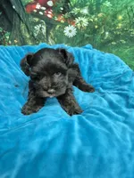 Chocolate boy one blue eye, a male Miniature Schnauzer for sale in Mount Carmel, TN – 4 of 4