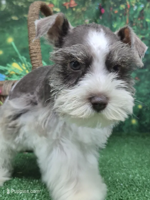Gray parti boy – Miniature Schnauzer puppy for sale in Mount Carmel, TN