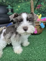 Gray parti boy, a male Miniature Schnauzer for sale in Mount Carmel, TN – Photo 4 of 5