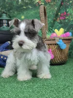 Gray parti boy, a male Miniature Schnauzer for sale in Mount Carmel, TN – Photo 3 of 5