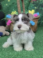 Gray parti boy, a male Miniature Schnauzer for sale in Mount Carmel, TN – Photo 2 of 5