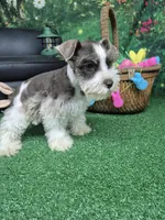 Gray parti boy, a male Miniature Schnauzer for sale in Mount Carmel, TN – Photo 5 of 5