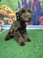 Choco, a male Miniature Schnauzer for sale in Mount Carmel, TN – 4 of 5