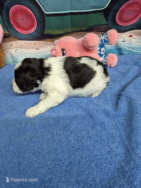 B/W parti boy – Miniature Schnauzer puppy for sale in Mount Carmel, TN