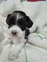 Blue eye liver parti , a male Miniature Schnauzer for sale in Mount Carmel, TN – Photo 6 of 6