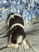 Blue eyes, a male Miniature Schnauzer for sale in Mount Carmel, TN – Photo 2 of 4